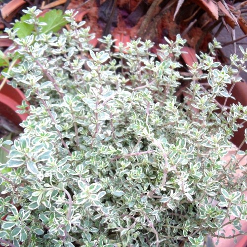 Thymus vulgaris 'Silver Posie' - Harilik tüümian 'Silver Posie' P11/0,75L